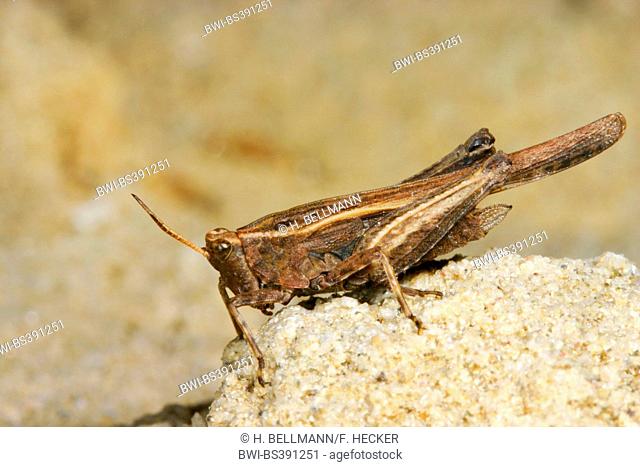 Slender groundhopper (Tetrix subulata, Tetrix subulatum, Acrydium subulatum), sitting on the ground, Germany