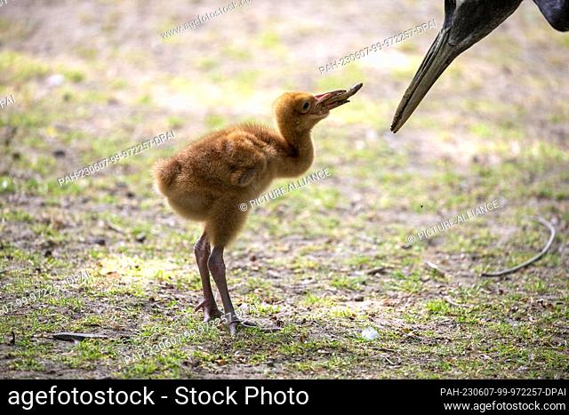 07 June 2023, North Rhine-Westphalia, Cologne: The snow crane chick is seen with its Manchurian crane ""foster parents"" in the outdoor enclosure of Cologne Zoo