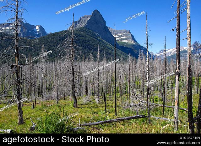 Wild fire destruction knows no boundary. Mountain peaks rise from the top of Going to the Sun Road in Glacier National Park