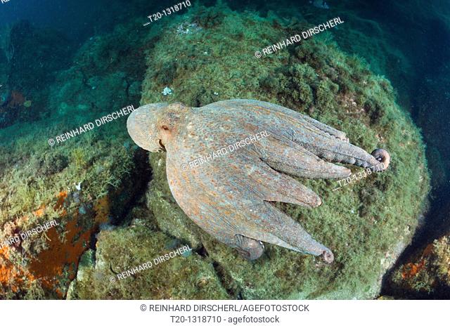 Common Octopus over Reef, Octopus vulgaris, Cap de Creus, Costa Brava, Spain