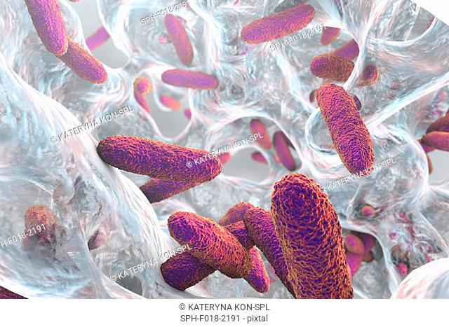 Klebsiella pneumoniae bacteria in biofilm, computer illustration. K. pneumoniae are Gram-negative, encapsulated, non-motile, enteric, rod prokaryote