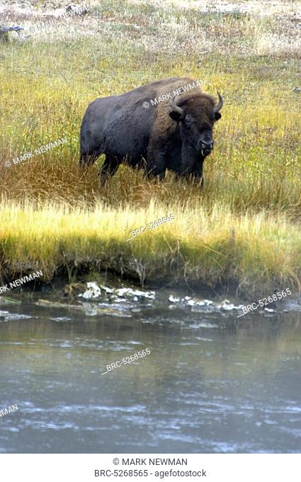 , Bison in Firehole River area, Yellowstone NP, Wyoming, Bison in Firehole River area, Yellowstone NP, Wyoming