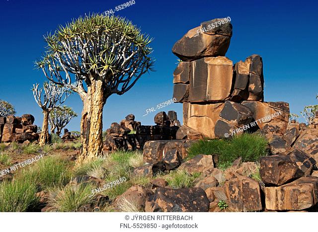 Quiver Tree Forest and boulders, Keetmanshoop, Namibia