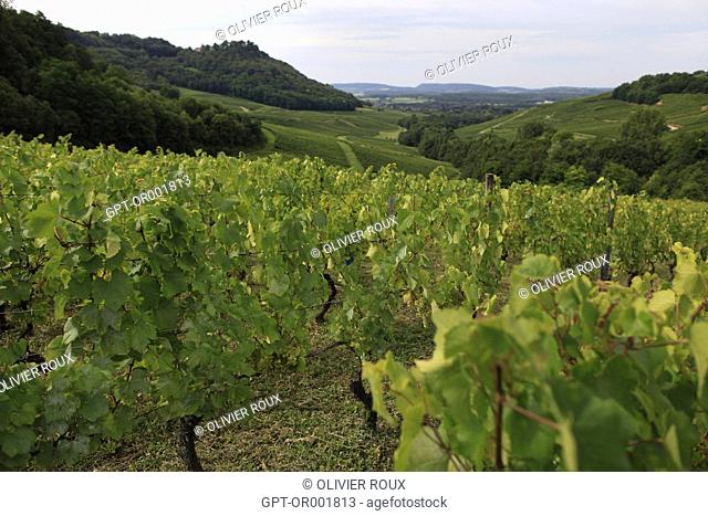 VINEYARDS AROUND CHATEAU CHALON IN THE JURA (39), FRANCHE-COMTE, FRANCE