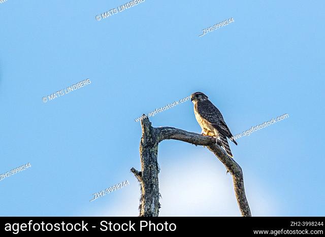 Female Merlin, pigeon hawk, Falco columbarius sitting in an old tree, Swedish Lapland, Sweden