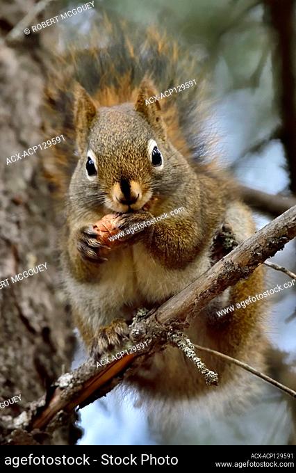 A red squirrel 'Tamiasciurus hudsonicus' sitting on a tree branch eating a spruce cone in rural Alberta, Canada