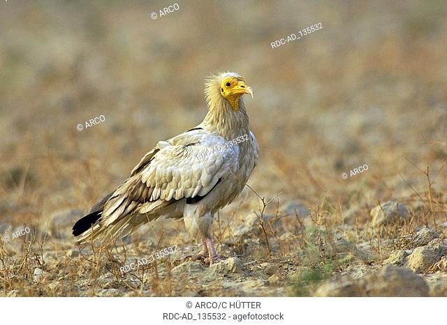 Egyptian Vulture Keoladeo Ghana national park Rajasthan India Neophron percnopterus