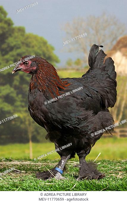 Black Copper Marans Chicken hen