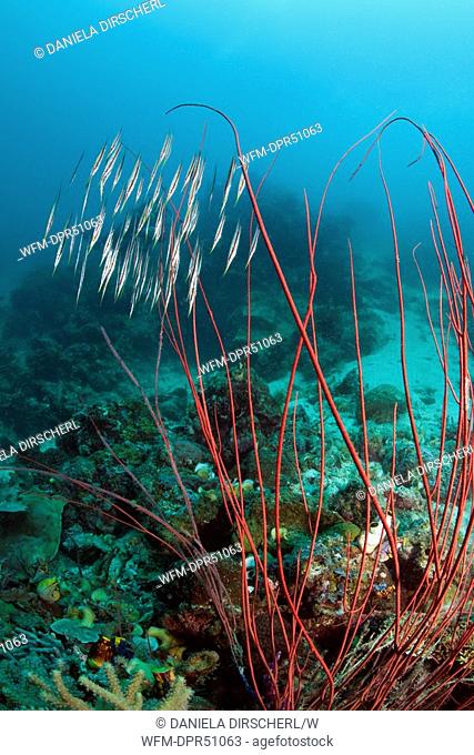 Razorfishes behind Whip Corals, Aeoliscus strigatus, Ellisella ceratophyta, Raja Ampat, West Papua, Indonesia