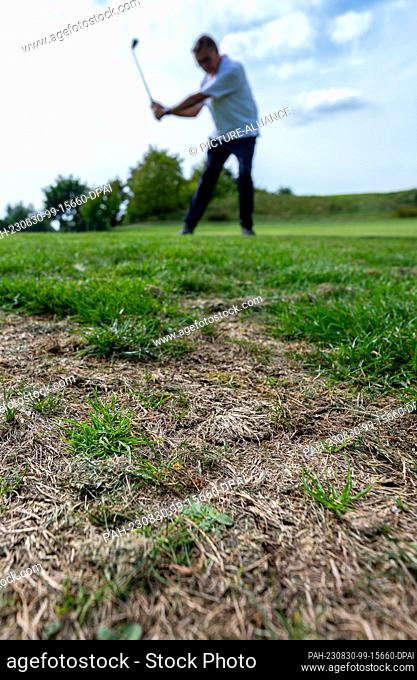 PRODUCTION - 24 August 2023, Lower Saxony, Adendorf: Dried up patches of grass can be seen on a golf course. The image of golfers and their clubs is fraught...