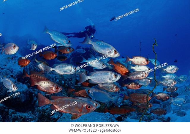 Scuba diver with school of fish, Priacanthus hamrur, Indian Ocean, Seychelles