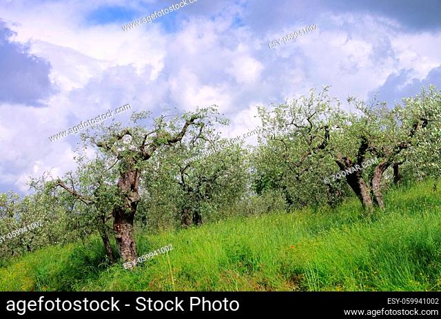 Olivenbaum in der Toskana - olive tree in Tuscany 05