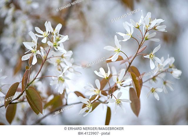 Canadian serviceberry (Amelanchier canadensis), blossoms, Lower Saxony, Germany