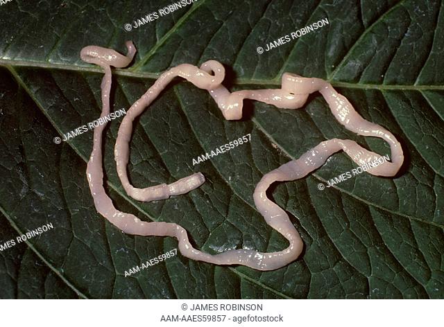 Tapeworm (Dipylidium caninum) parasite removed from cat