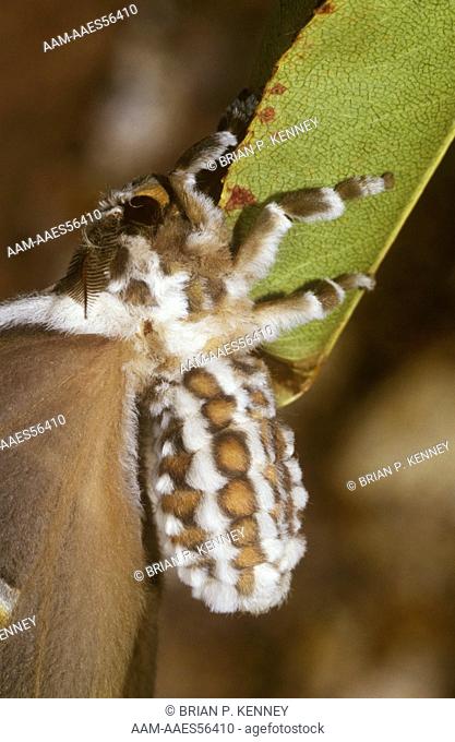 Cynthia Moth (Samia cynthia), male newly emerged from Cocoon
