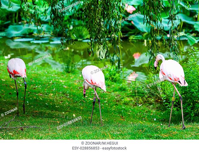 The three beautiful pink flamingo