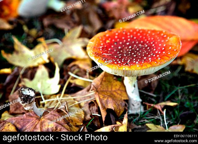 Bright red mushroom in the forrest, England