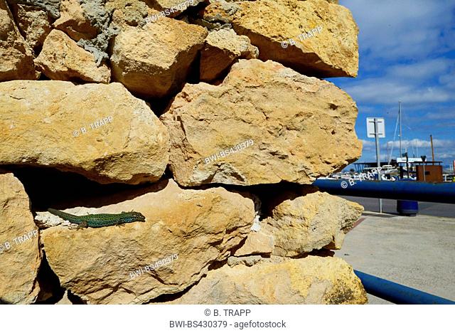 Formentera wall lizard (Podarcis pityusensis formenterae, Podarcis formenterae), at the harbour of Formentera, Spain, Balearen, Formentera