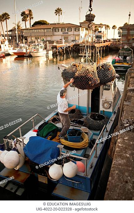 commercial divers unload their catch of red sea urchins, Santa Barbara Harbor, California