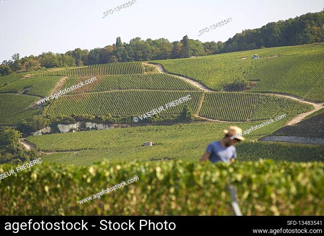 Champagne, vineyards landscape, harvest