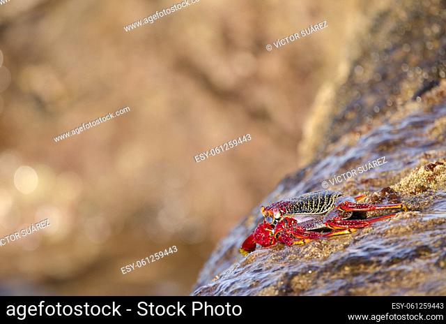 Crab Grapsus adscensionis on a rock. Sardina del Norte. Galdar. Gran Canaria. Canary Islands. Spain