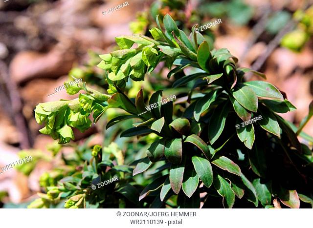 Robb's euphorbia, Euphorbia amygdaloides