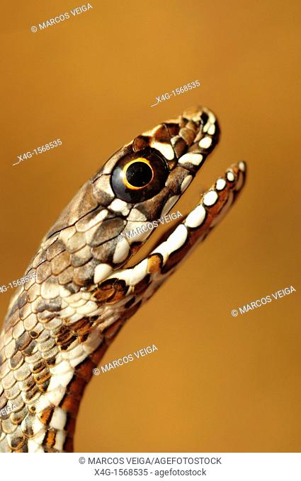 juvenile Montpelier Snake Malpolon monspessulanus