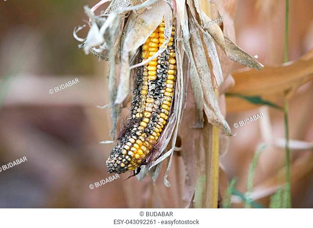 Close up of corn cob with disease on plant in field