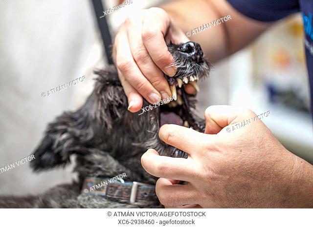 dog at the vet's undergoing a medical check