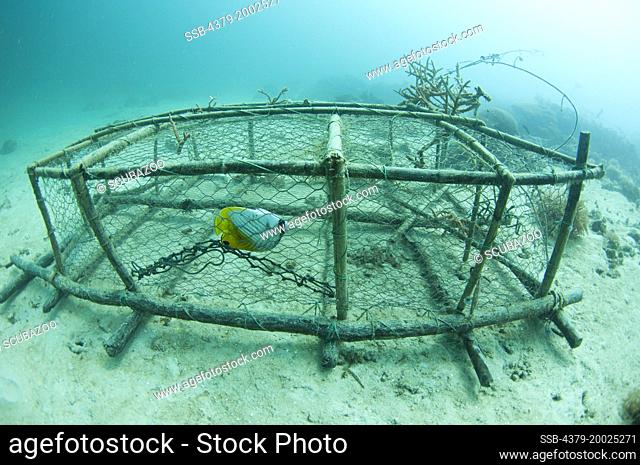 A fish trap cage on a sandy seabed with a dead Butterflyfish inside, Taliabu Island, Sula Islands, Indonesia
