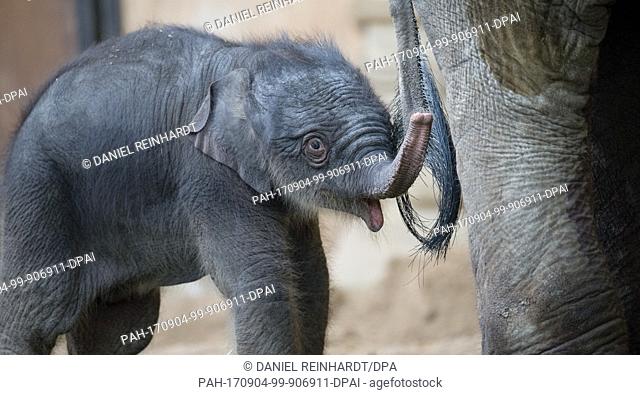 AÂ newborn elephant girl stands in front of her mother Salvana in her enclosure at the Tierpark Hagenbeck zoo in Hamburg, Germany, 4 September 2017