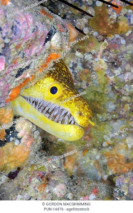 In general moray eels often look quite vicious but the aptly named fangtooth Enchelycore anatina moray looks positively ferocious Fortunately