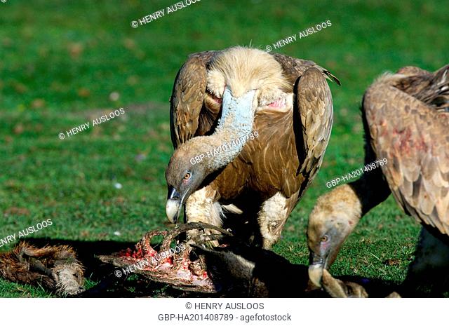France, Griffon, Vulture, Gyps fulvus, on deer carcass, Pyreneans