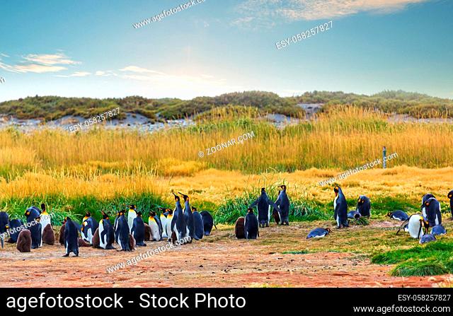 Colony of King penguins (Aptenodytes patagonicus) on the western coast of Tierra el Fuego in Chile, South America
