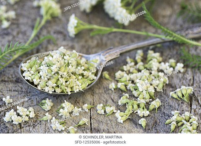 Yarrow with a silver spoon