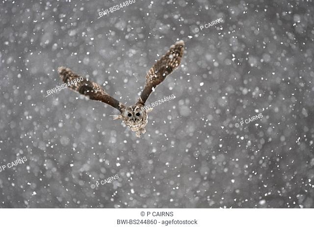Eurasian tawny owl Strix aluco, in flight in snowfall, United Kingdom, Scotland, Cairngorms National Park