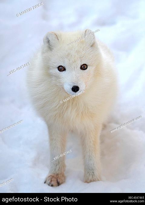 Arctic Fox (white fox, polar fox, snow fox, Vulpes lagopus), in snow during winter at Groenfjorden in Nordenskjoeld Land