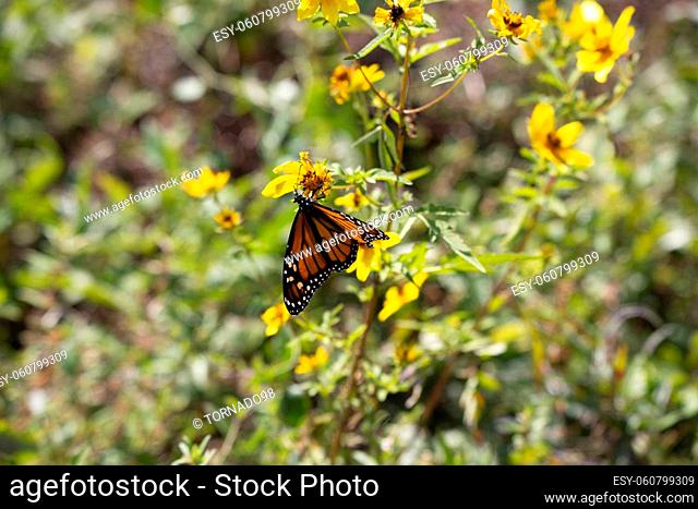 Monarch butterfly (Danaus plexippus) hanging on a pretty, yellow flower