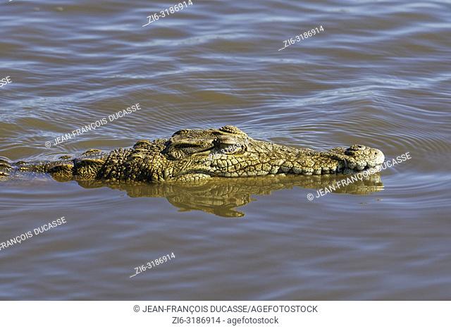Nile crocodile (Crocodylus niloticus) in water, Sunset Dam, Kruger National Park, Mpumalanga, South Africa, Africa