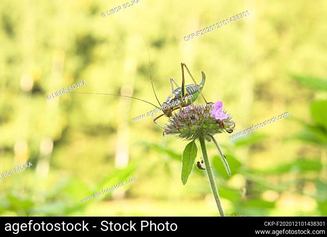 South Bohemia, Novohradske Mountains, Roesel's Bush-cricket, Roeseliana roeselii, September 8, 2014 (CTK Photo/Libor Sojka)