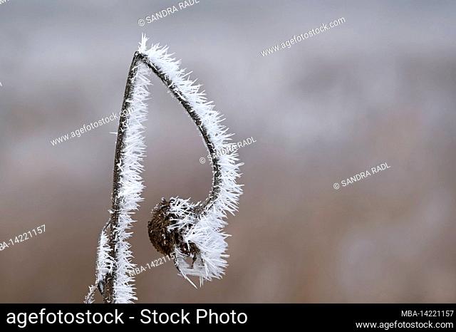 Hoar frost, a withered sunflower is covered with needles, Germany, Baden-Wuerttemberg