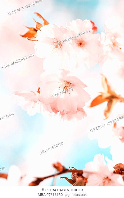 Cherry blossoms in spring, Prunus serrulata