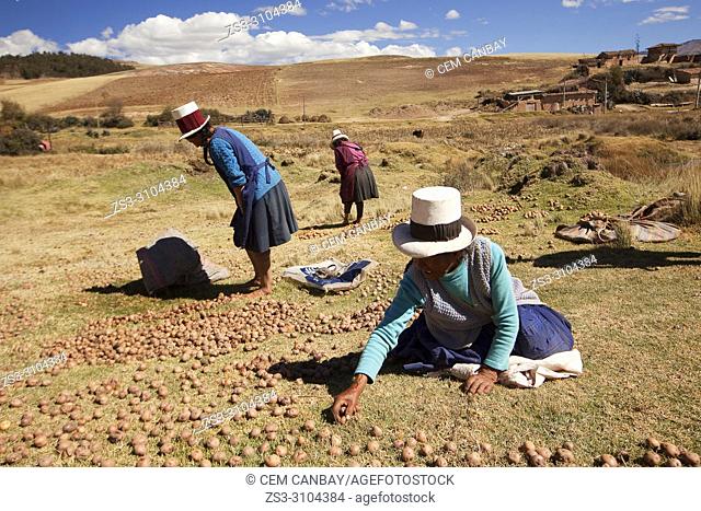 Indigenous women of Sacred Valley picking and squashing potatoes with their feet, Cusco Region, Peru, South America