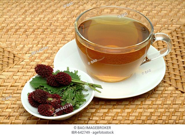 Great Burnet (Sanguisorba officinalis), medicinal plant, herbal tea