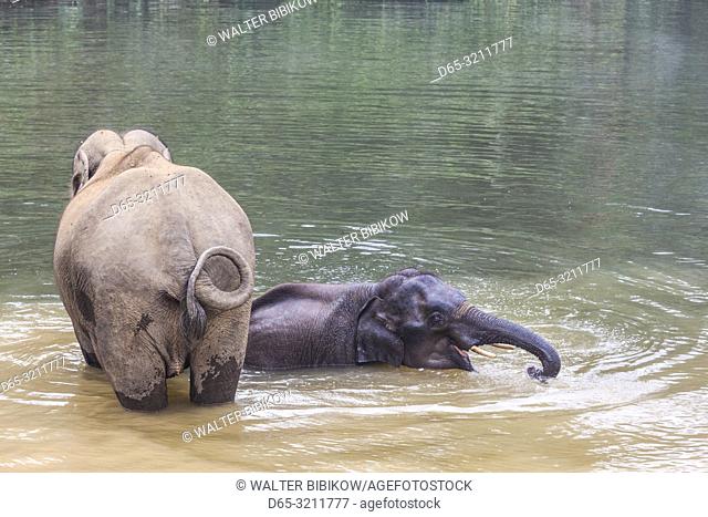 Laos, Sainyabuli, Asian elephants, elephas maximus, elephant calf bathing with mature elephant