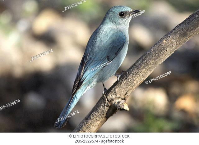 The verditer flycatcher (Eumyias thalassinus)is foundin the Indian subcontinent, especially in the Lower Himalaya, India