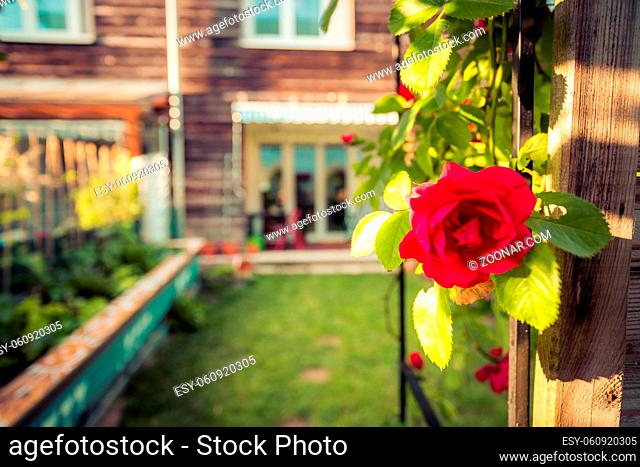 Red rose flower and small garden with raised bed in the blurry background