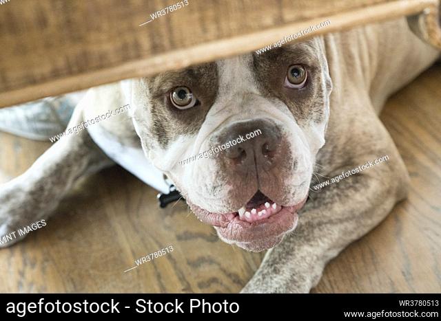 A bulldog hiding underneath furniture