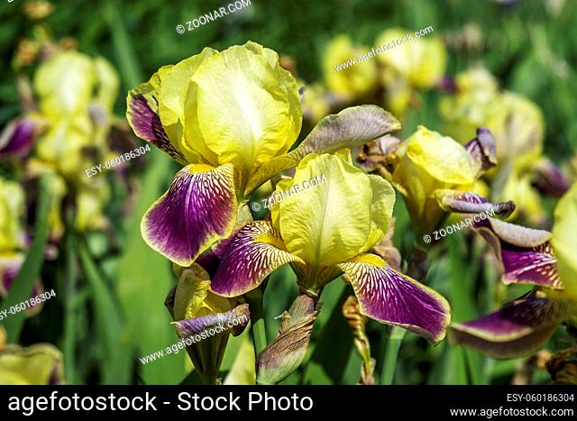 Closeup View of Blooming Purple Yellow Iris Flowers