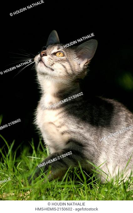 France, Isere, domestic tabby cat (Felis silvestris catus), 3 months